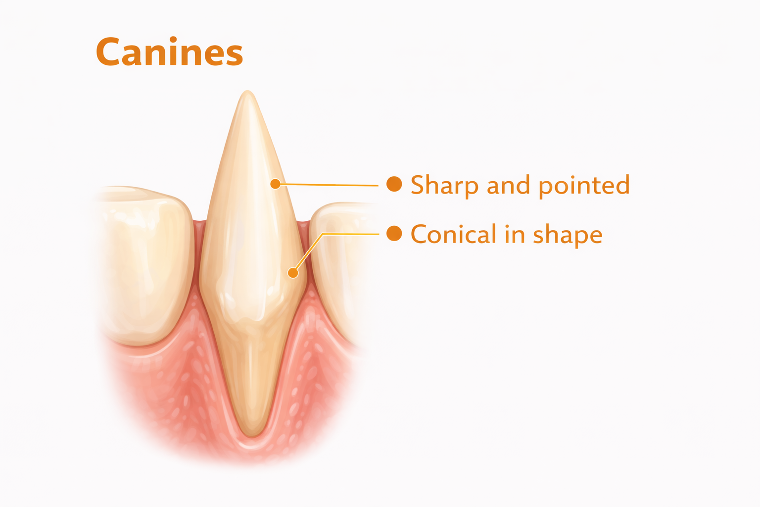 Canine tooth showing sharp pointed structure