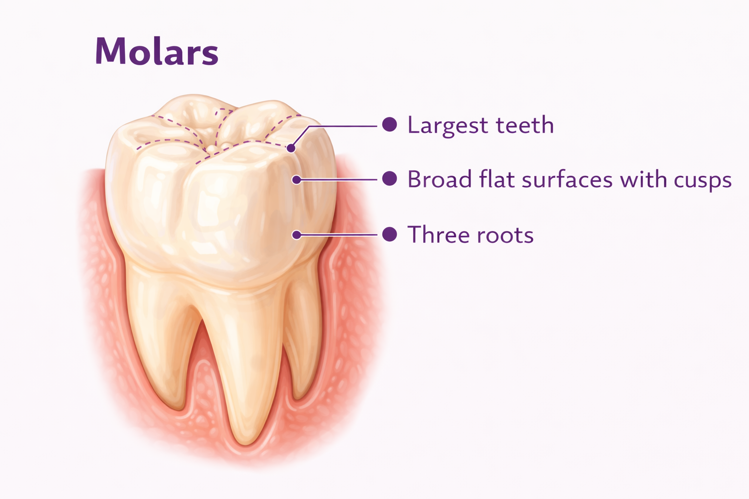 Molar tooth showing broad surface and multiple roots