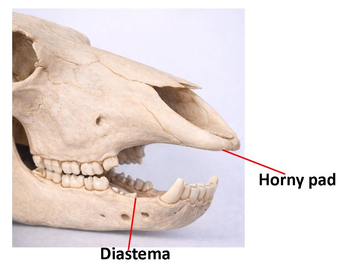 Herbivore dentition showing flat grinding molars