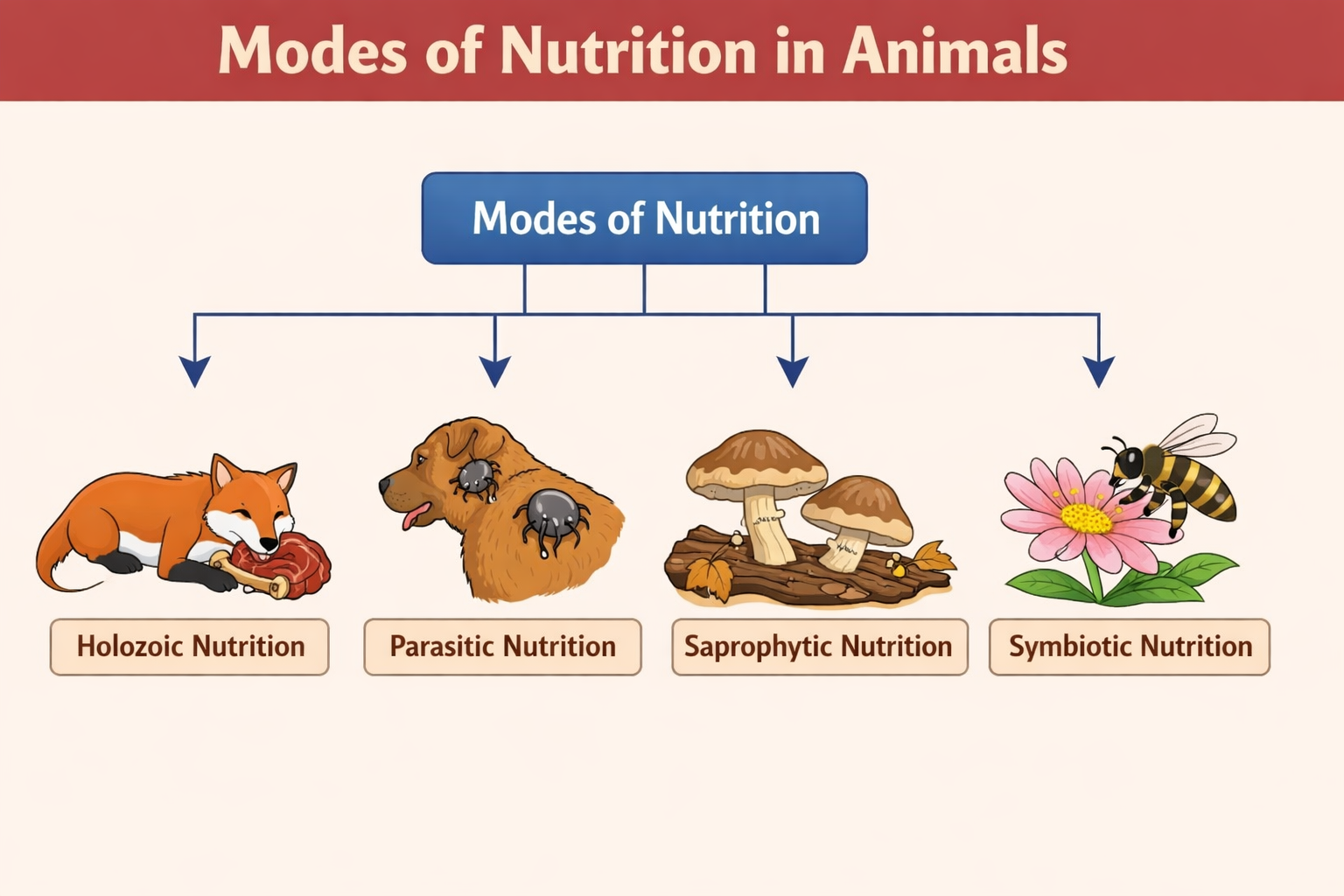 Modes of nutrition in animals diagram showing holozoic parasitic saprophytic and symbiotic nutrition