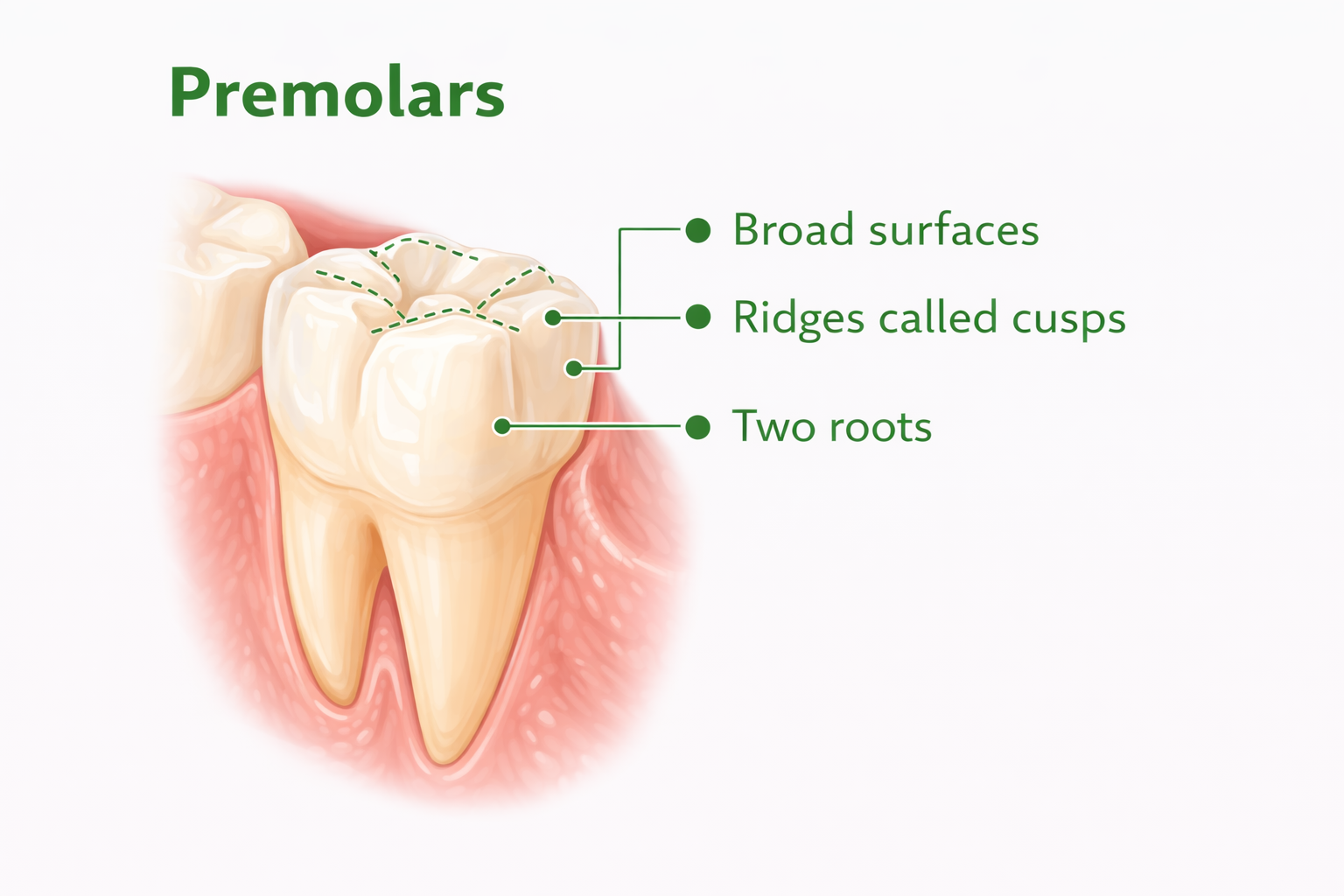 Premolar tooth showing cusps and two roots