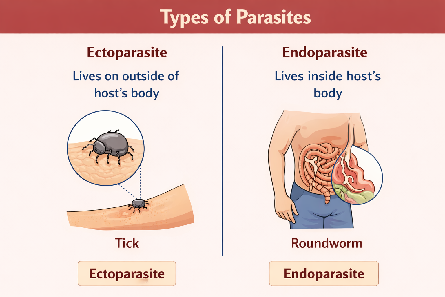 ectoparasite tick and endoparasite roundworm comparison diagram