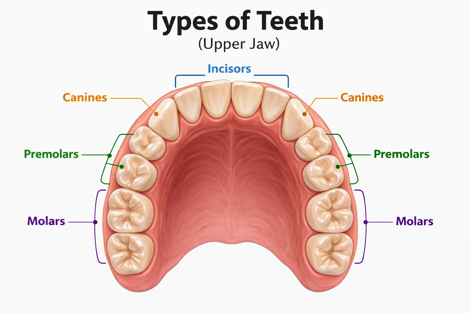 Types of teeth in the human mouth: incisors, canines, premolars and molars
