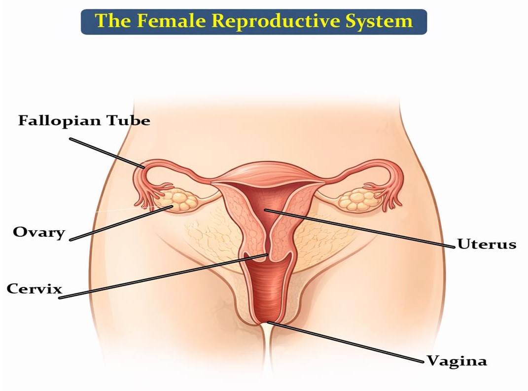 Female Reproductive System