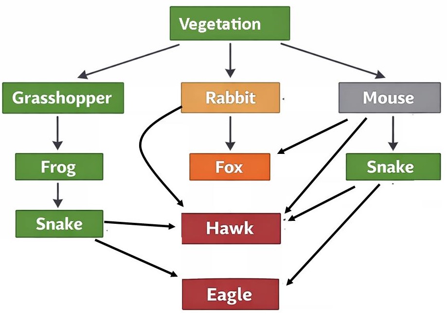 Food Web Example