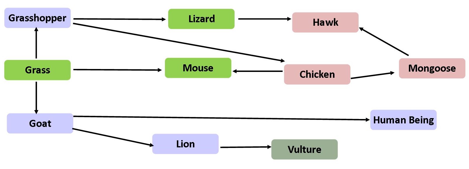 Food Web Diagram