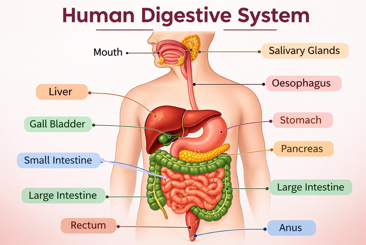 Human Digestive System Diagram