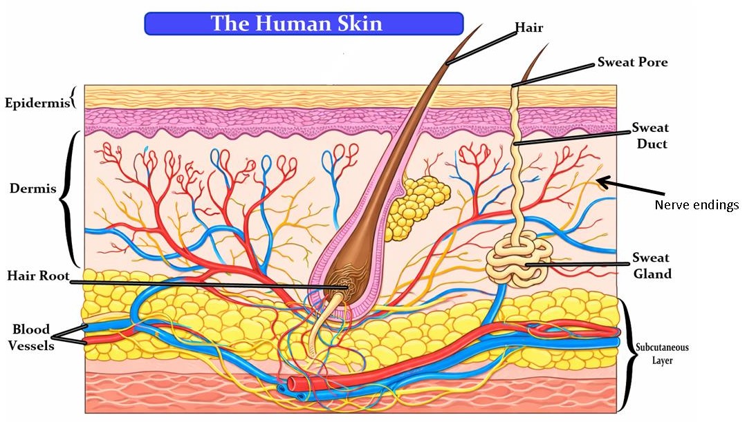 Human Skin